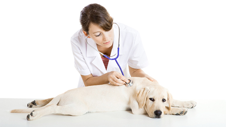 Curso Auxiliar Técnico Veterinario