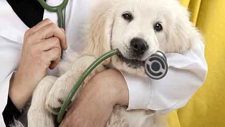 Curso de Técnico Superior en Enfermería Veterinaria (TSEV)