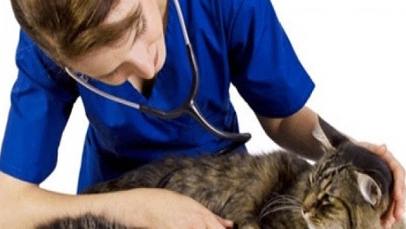 Curso Técnico Veterinario