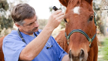 Curso Auxiliar Clínico Ecuestre