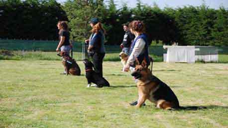 Curso Online de Adiestrador Canino: Obediencia Básica