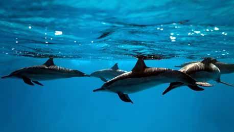 Curso Especialista en Cetáceos y Otros Mamíferos Marinos