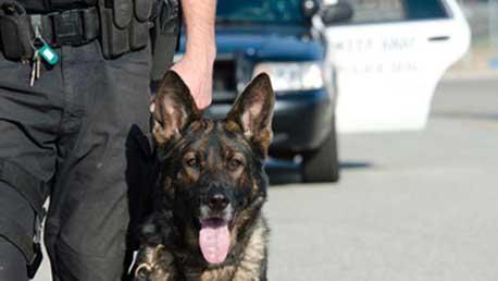 Curso Guía Canino Básico