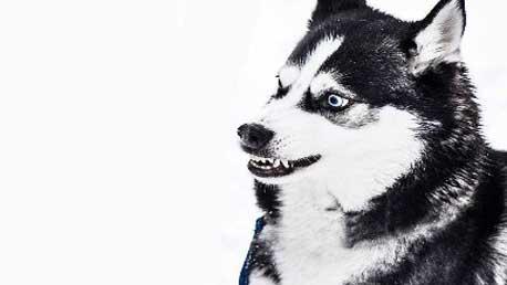 Curso Agresividad Dirigida a Perros