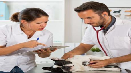 Curso Dirección y Gestión de Clínicas Veterinarias