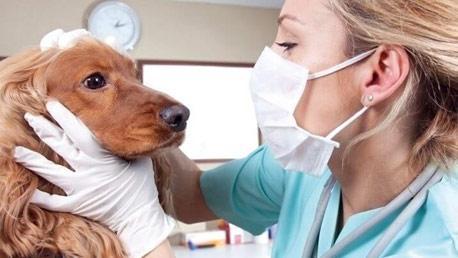 Curso Auxiliar de Veterinaria con prácticas