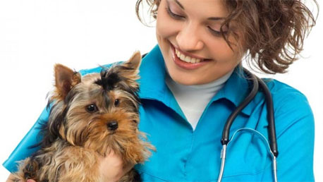 Curso Auxiliar de Clínica Veterinaria