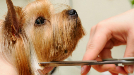 Curso Peluquería Canina