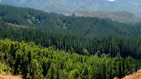 Oposiciones Agente Forestal para la Comunidad de Madrid