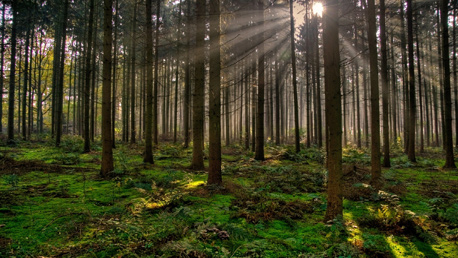 Curso FP Técnico Superior en Gestión Forestal y del Medio Natural