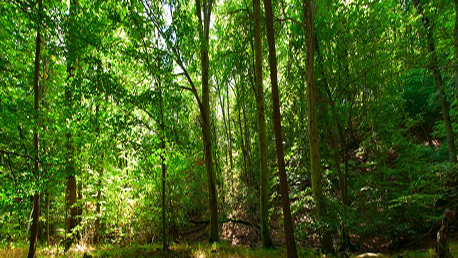 Oposiciones Agente de Protección de la Naturaleza en Aragón