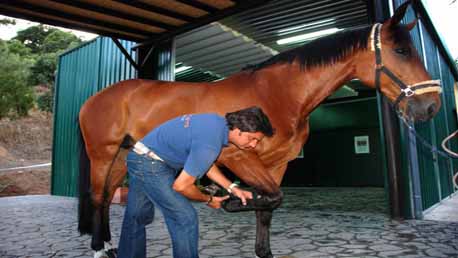 Curso Asistente Técnico Veterinario Ecuestre y Cuidador de Caballos