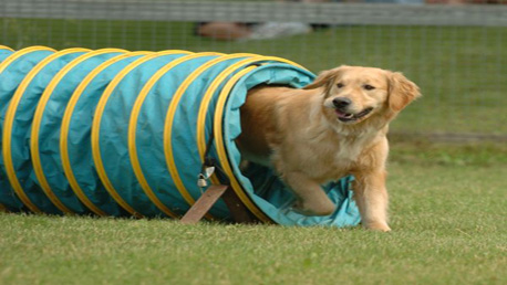 Curso Educador Canino