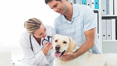 Curso Auxiliar de Veterinaria