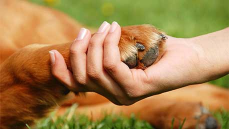 Curso Adiestramiento Canino