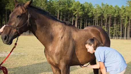 Curso Veterinaria Equina