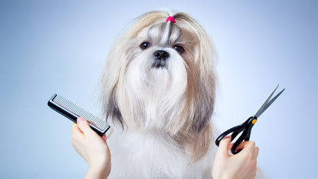 Curso Peluquería Canina