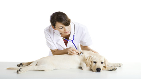 Curso Ayudante Técnico Veterinario con Prácticas