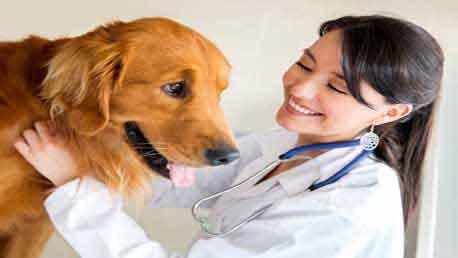 Curso Auxiliar de Clínica Veterinaria