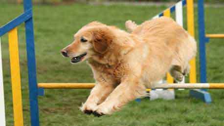 Curso Educación y Adiestramiento Canino