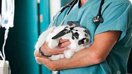 Curso Auxiliar Técnico de Veterinaria