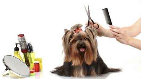 Curso de Peluquería Canina y Felina