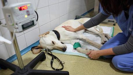 Curso Cuidado de Animales Hospitalizados