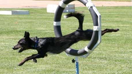 Curso Adiestramiento Canino