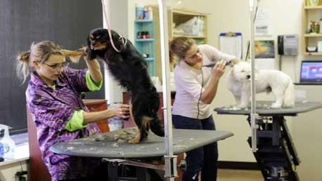 Curso Peluquería Canina