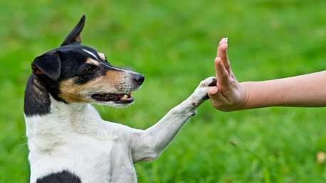 Curso Adiestramiento Canino