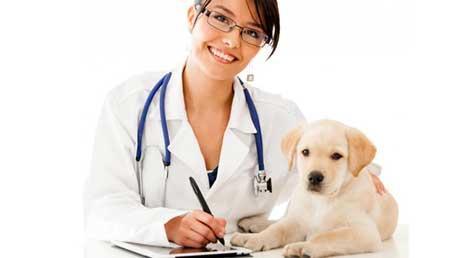 Curso Auxiliar de Clínica Veterinaria