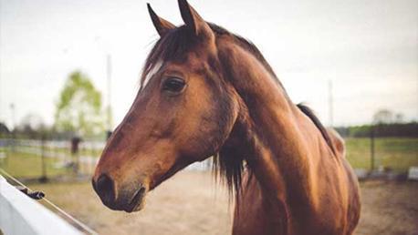 Curso Auxiliar Veterinario Ecuestre