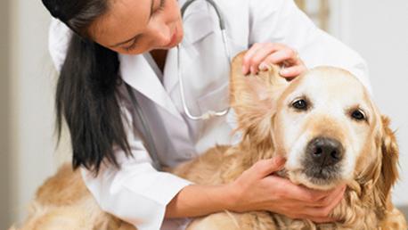 Curso Ayudante Técnico Veterinario