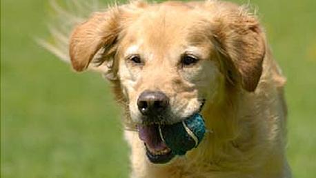 Curso Adiestramiento de Base y Educación Canina